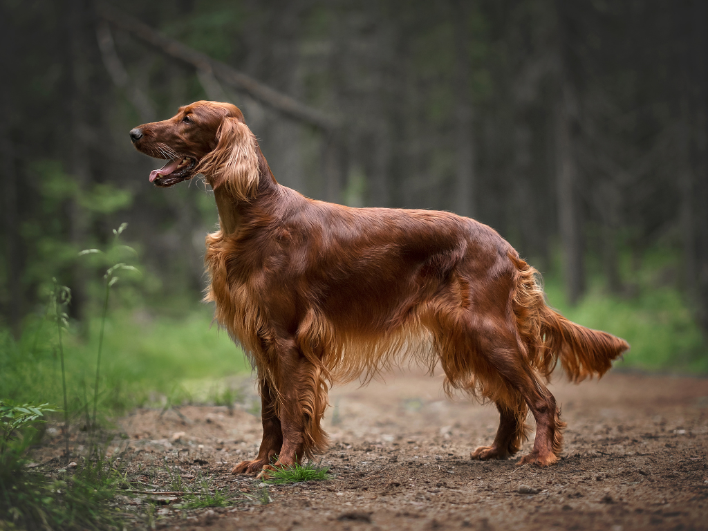 IRISH SETTER