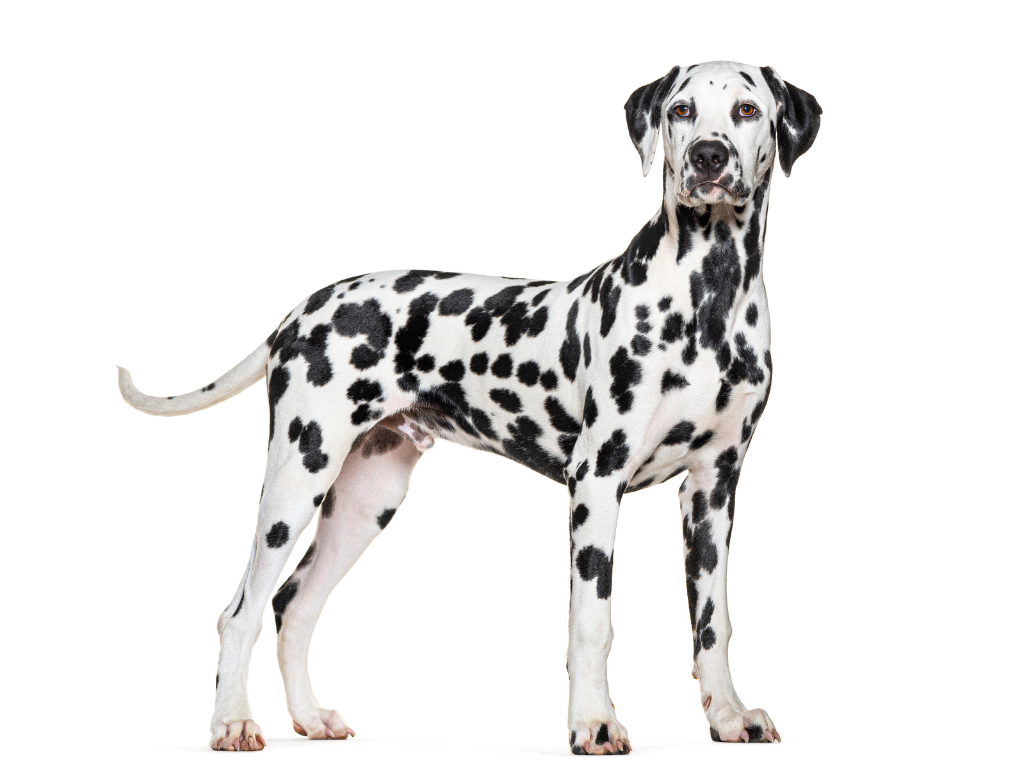 DALMATIAN