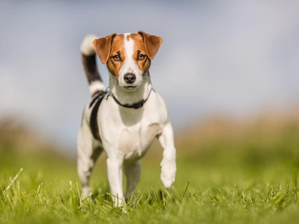 JACK RUSSELL TERRIER