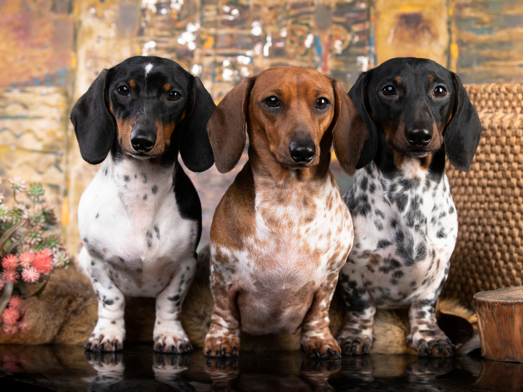 DACHSHUND