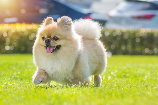POMERANIAN