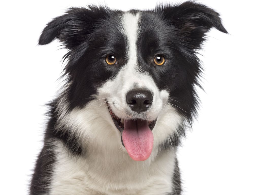 BORDER COLLIE