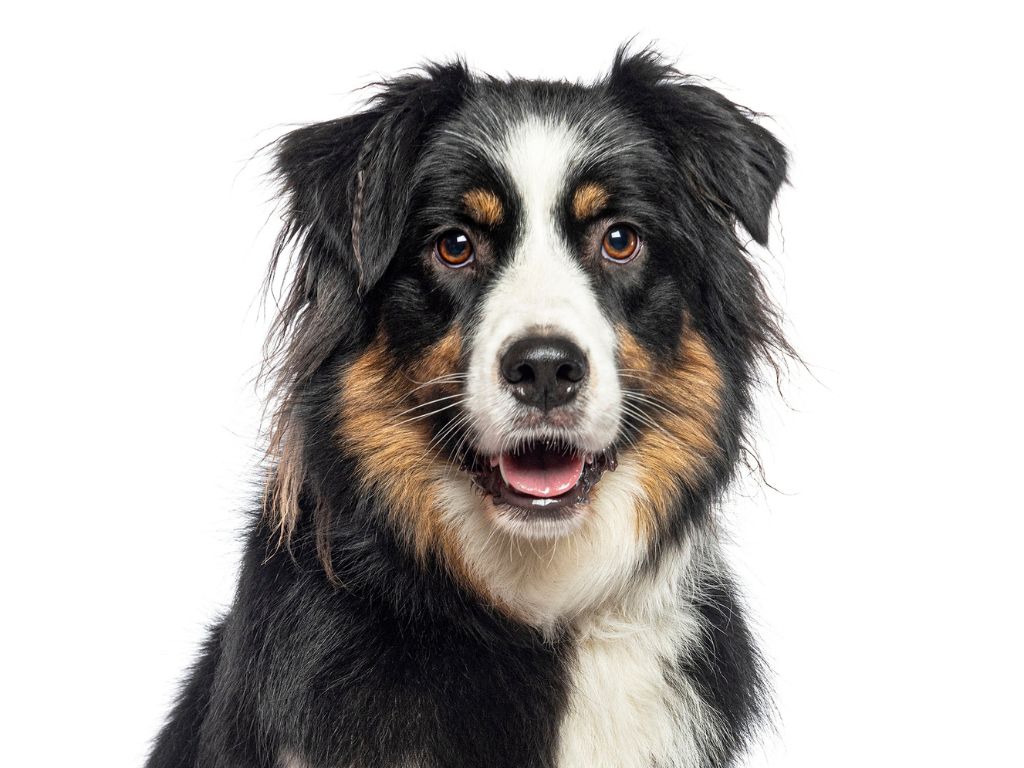 AUSTRALIAN&nbsp;SHEPHERD
