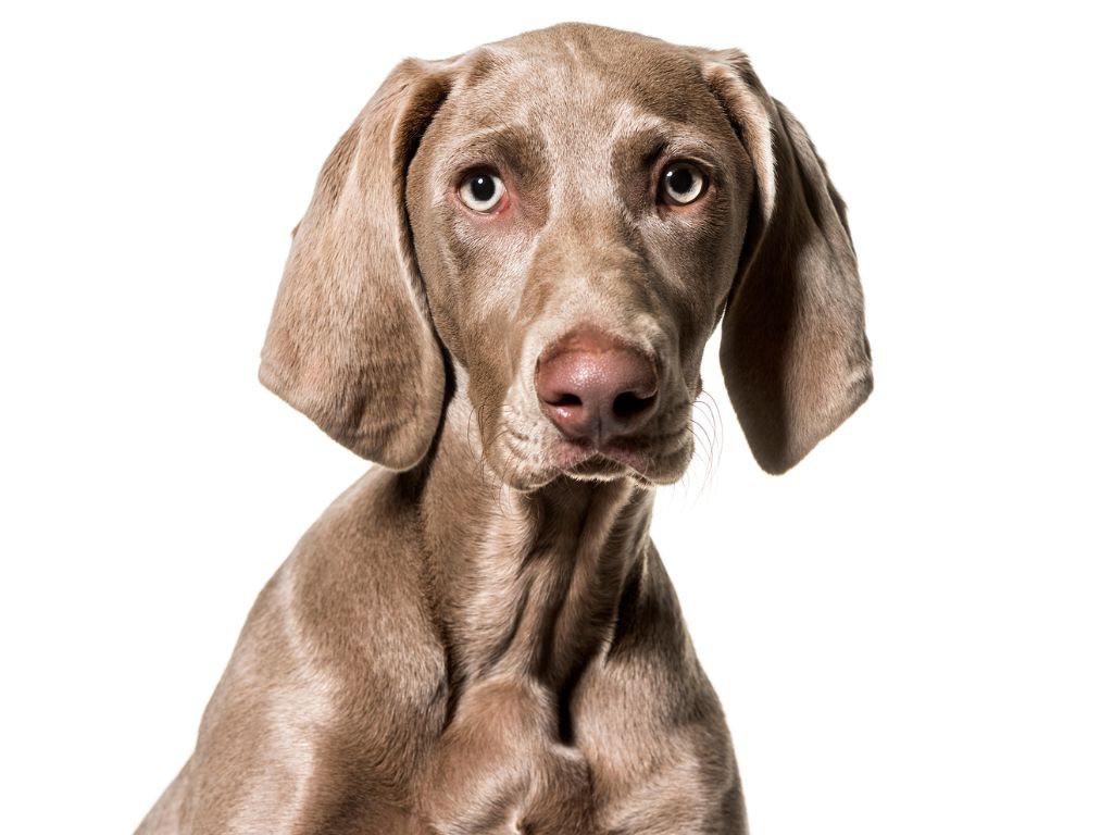 WEIMARANER