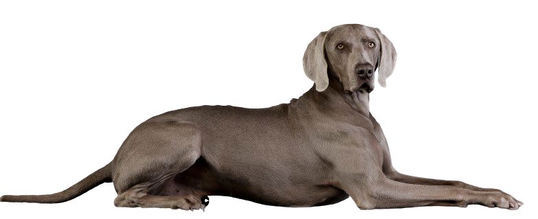 WEIMARANER