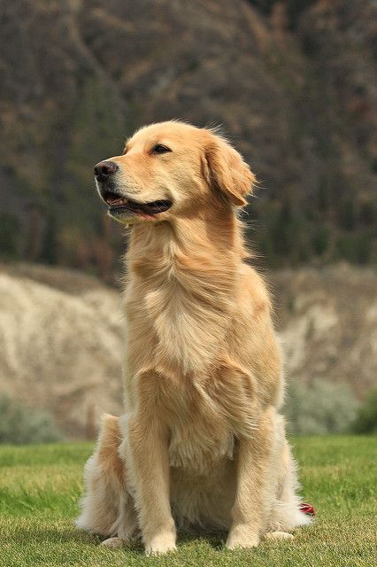 Dog Image