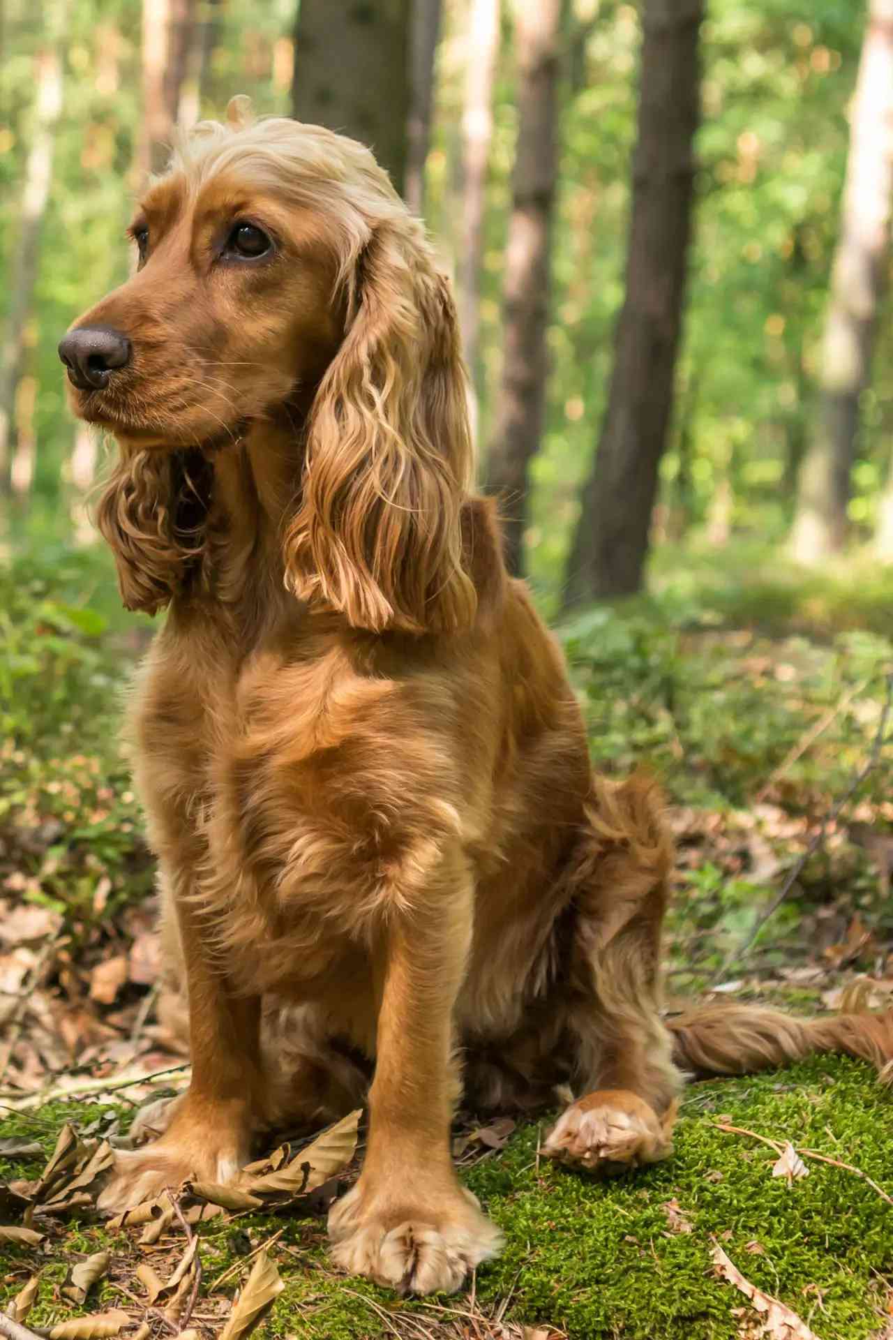 Dog Image