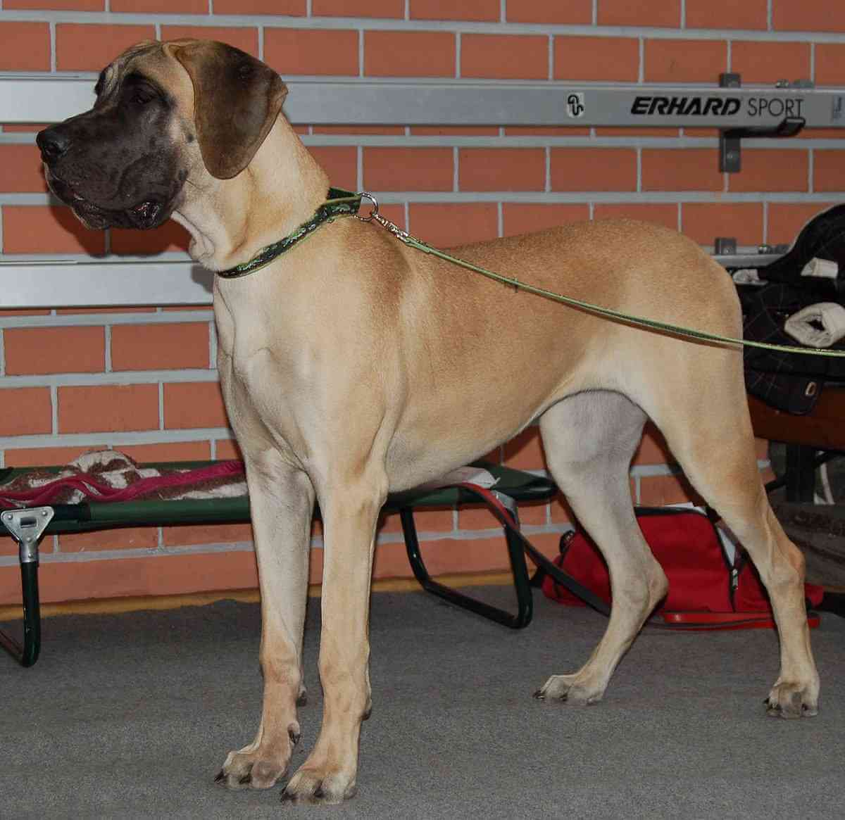 Dog Image