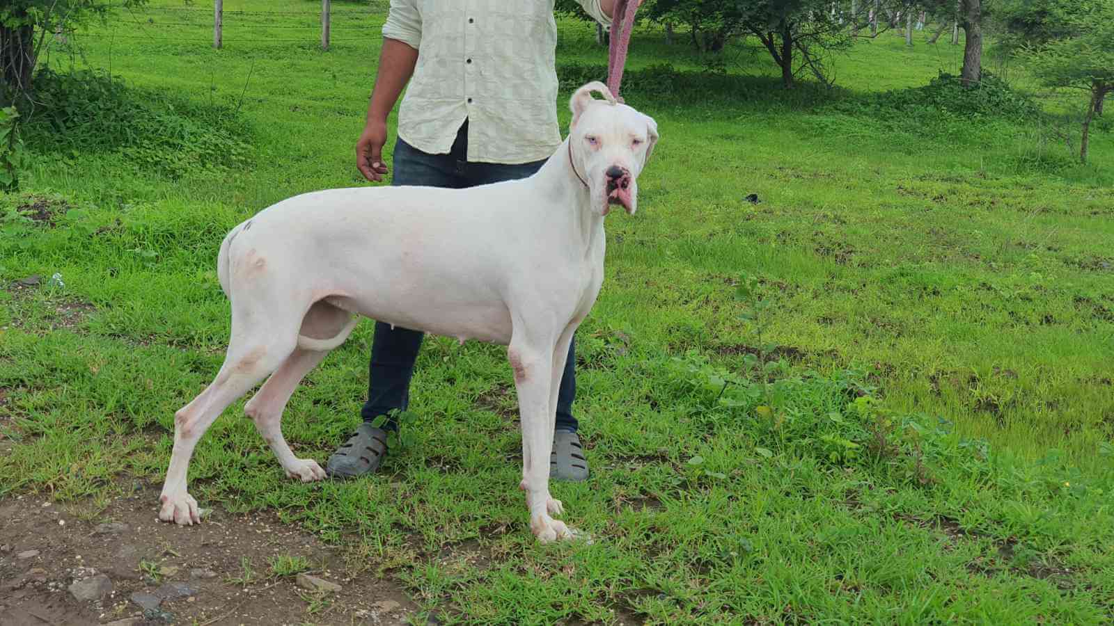 Dog Image