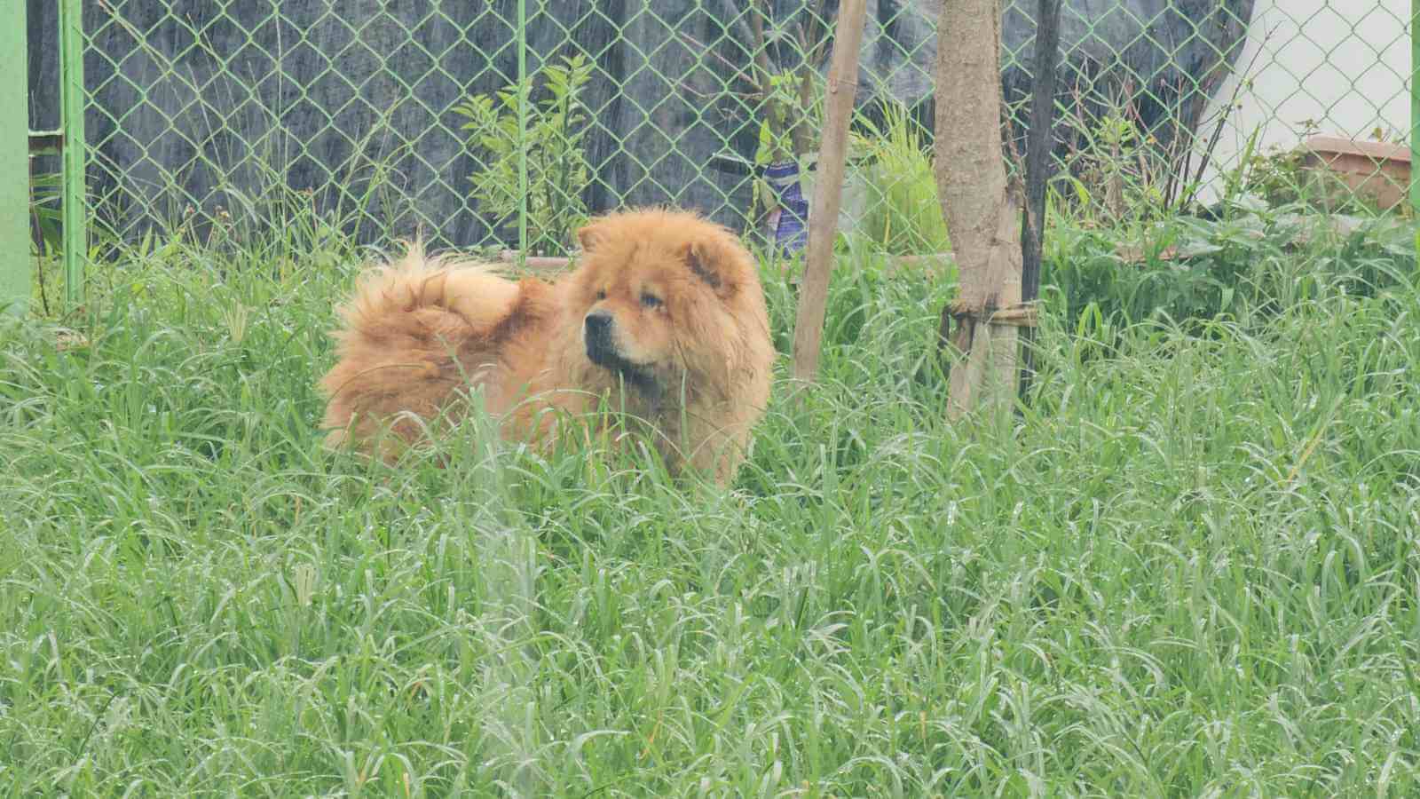 Dog Image