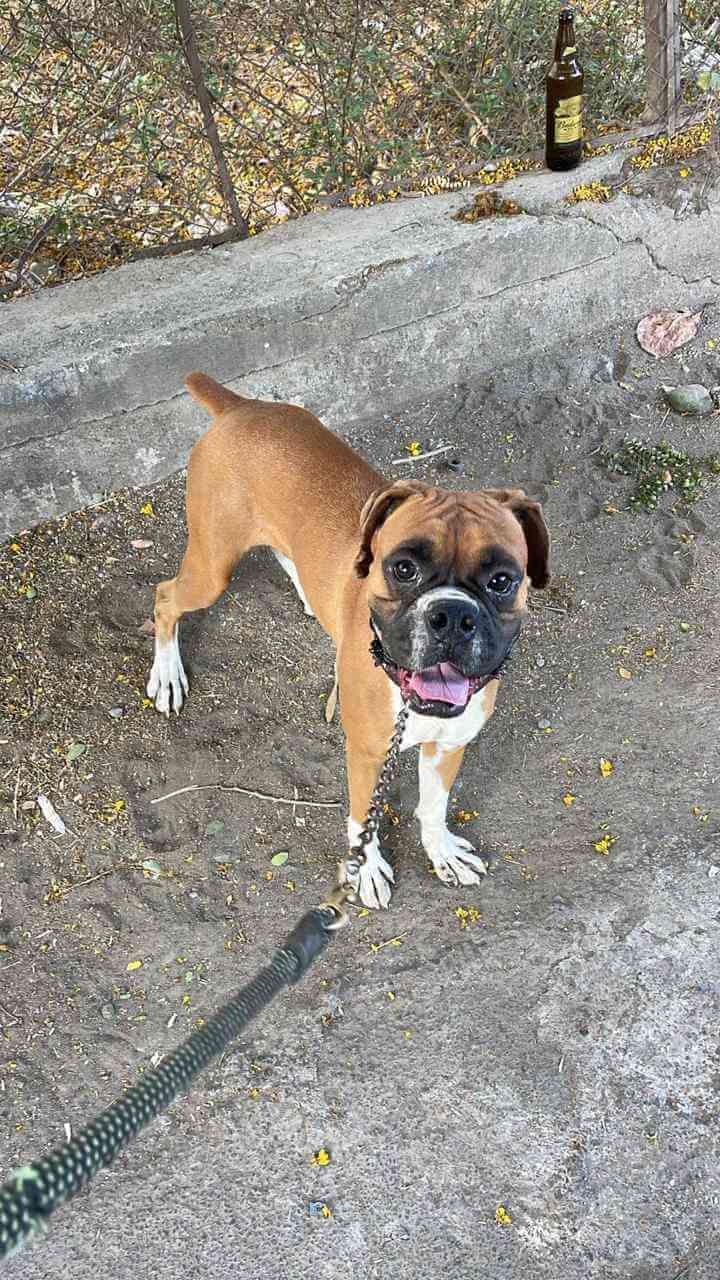 Dog Image