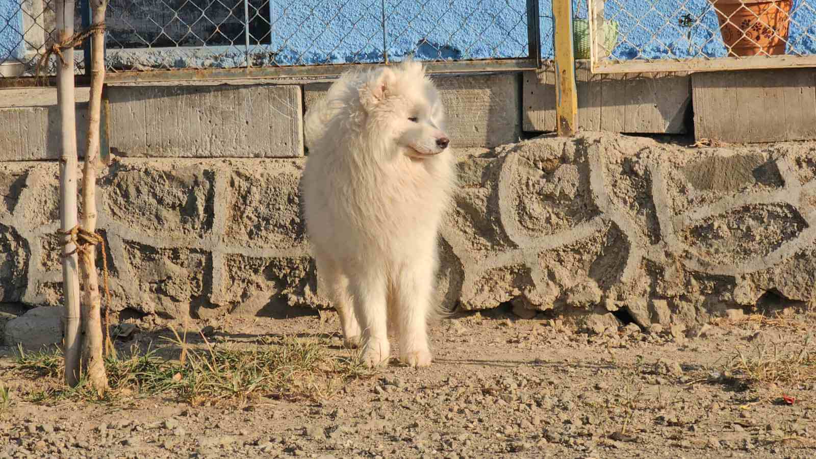 Dog Image
