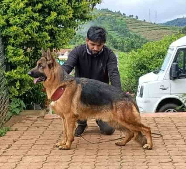 Dog Image