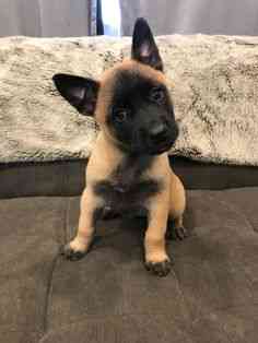 SUKI