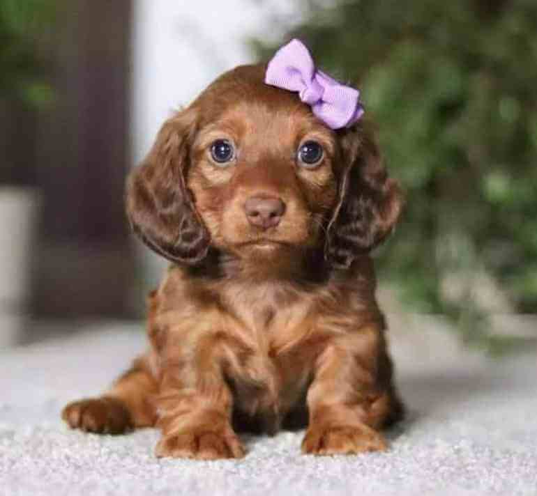 SINDY
