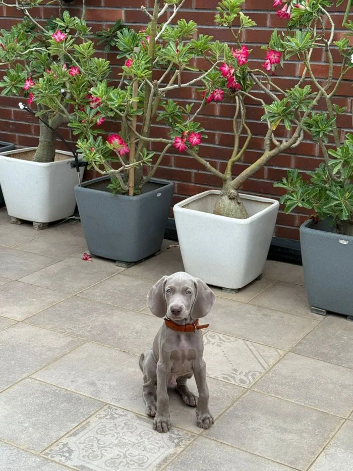 HANK