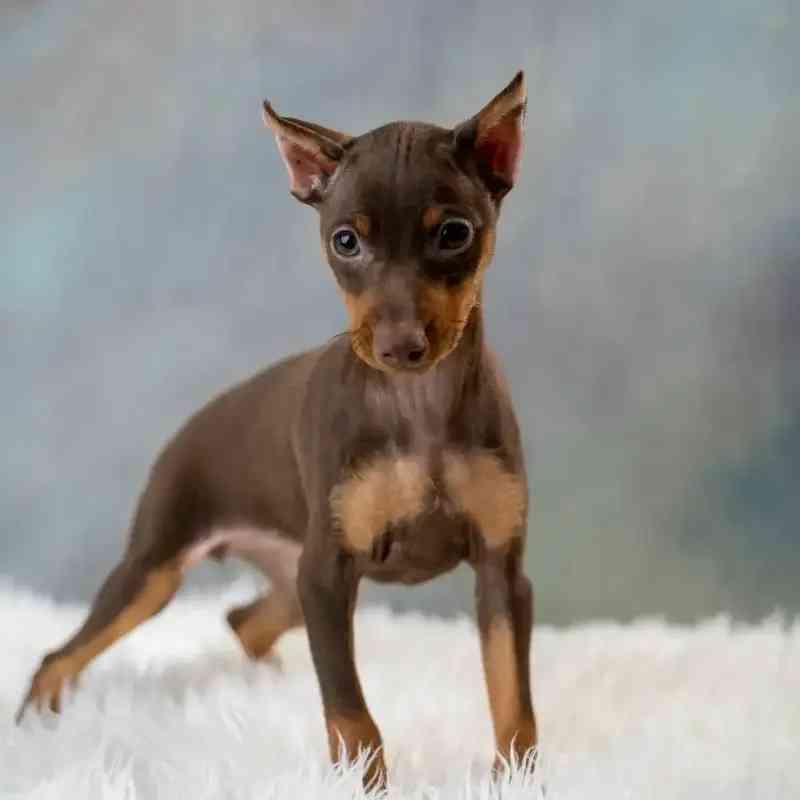 TYSON
