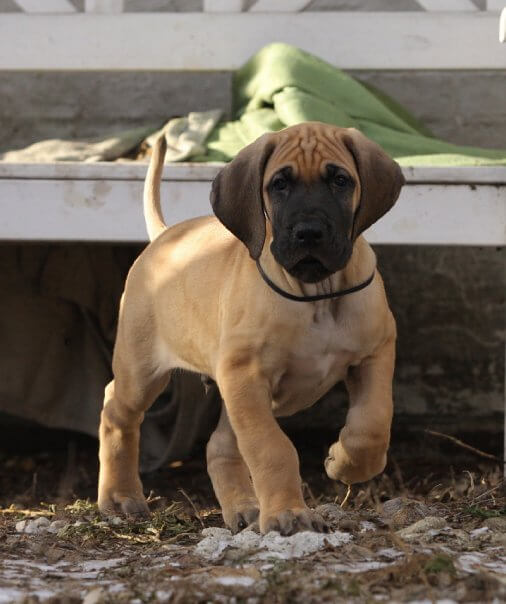 HAZEL