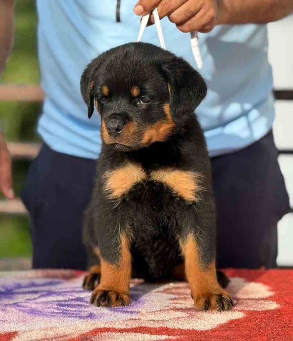 Kona