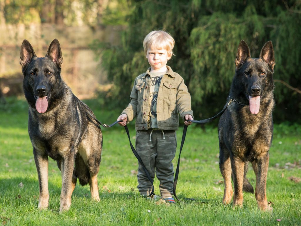 German Shepherd, working line